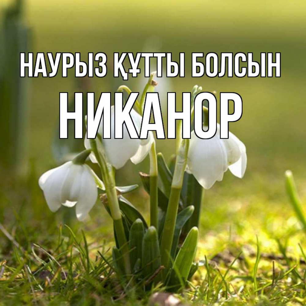 Открытка на каждый день с именем, Никанор Наурыз құтты болсын ранние цветы 2 Прикольная открытка с пожеланием онлайн скачать бесплатно 
