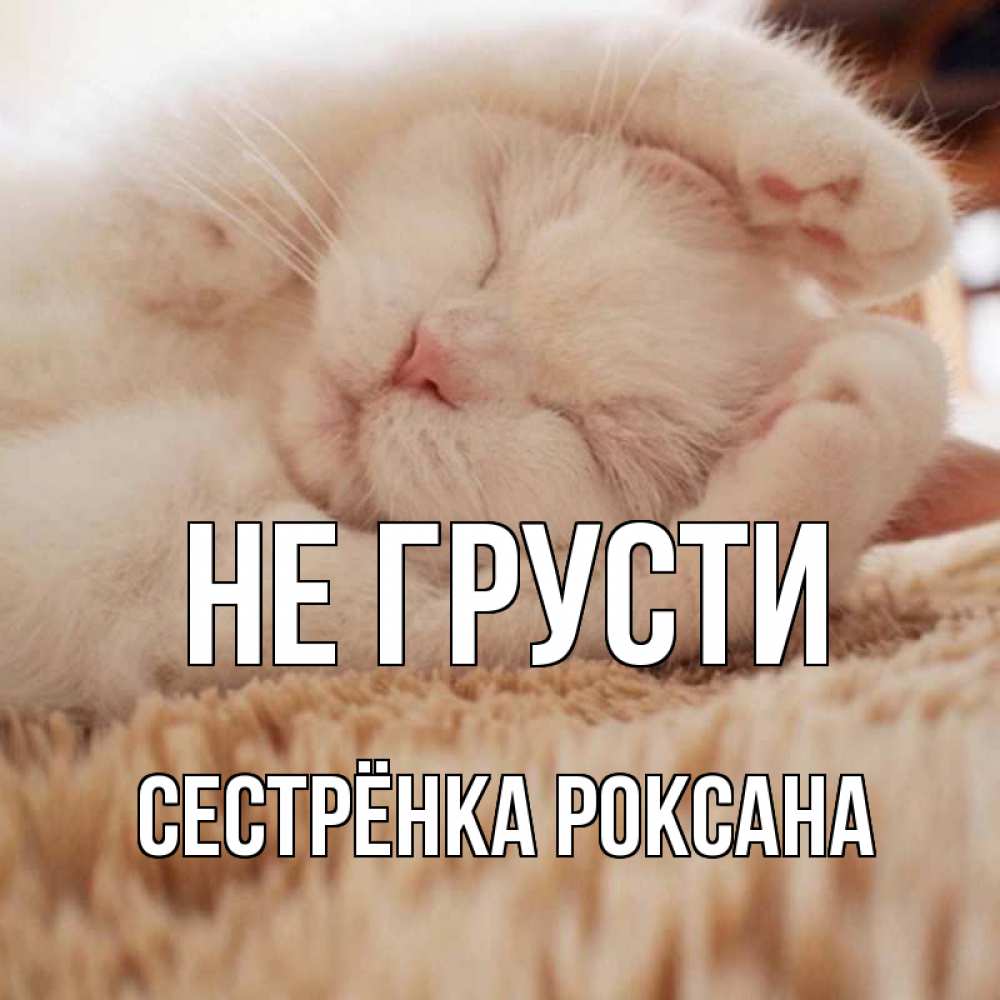 Открытка на каждый день с именем, Сестрёнка-Роксана Не грусти белый кот Прикольная открытка с пожеланием онлайн скачать бесплатно 
