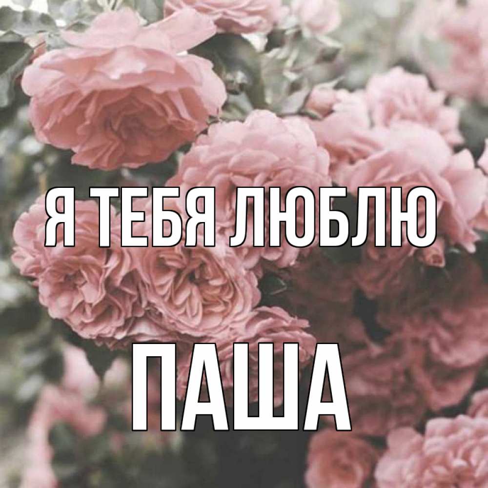 Открытка на каждый день с именем, паша Я тебя люблю розы 3 Прикольная открытка с пожеланием онлайн скачать бесплатно 