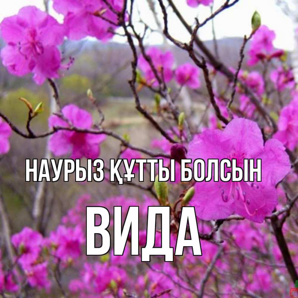 Открытка на каждый день с именем, Вида Наурыз құтты болсын наурыз мейрамы кутты болсын Прикольная открытка с пожеланием онлайн скачать бесплатно 
