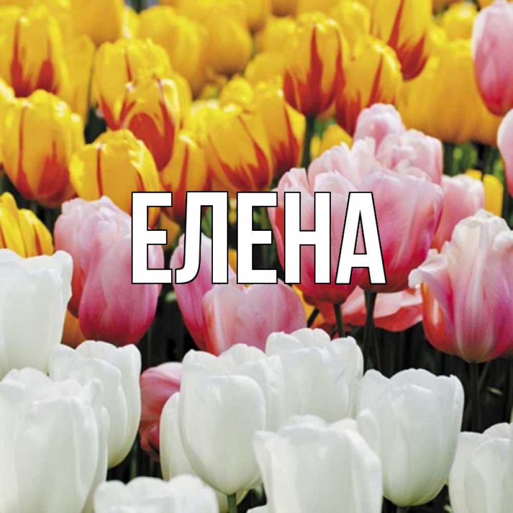 Открытка на каждый день с именем, Елена Главная разноцветные цветы Прикольная открытка с пожеланием онлайн скачать бесплатно 