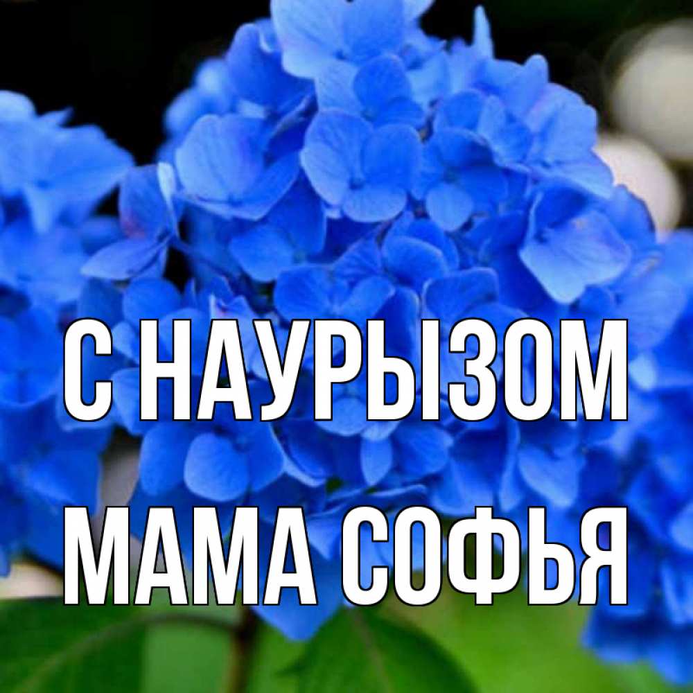 Открытка на каждый день с именем, Мама-Софья С наурызом синие цветы Прикольная открытка с пожеланием онлайн скачать бесплатно 