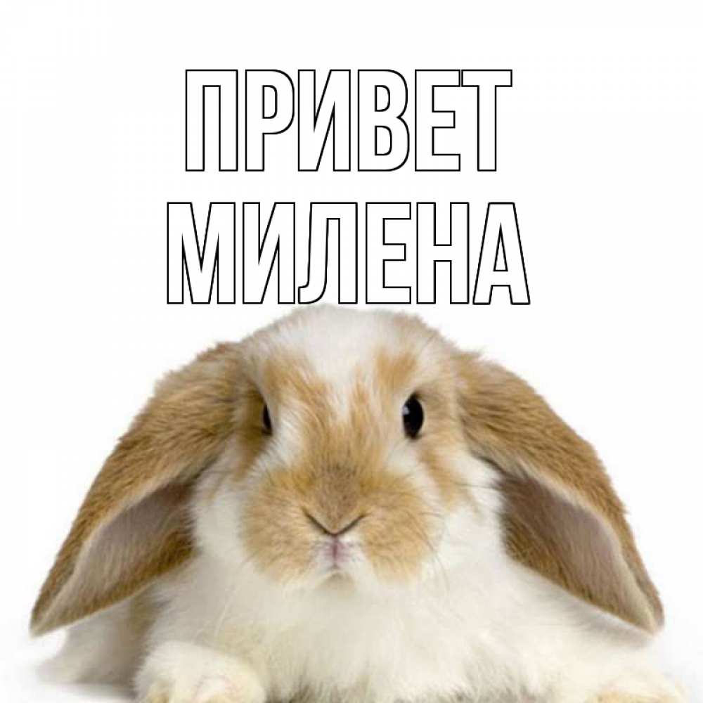 Открытка на каждый день с именем, Милена Привет с животными Прикольная открытка с пожеланием онлайн скачать бесплатно 