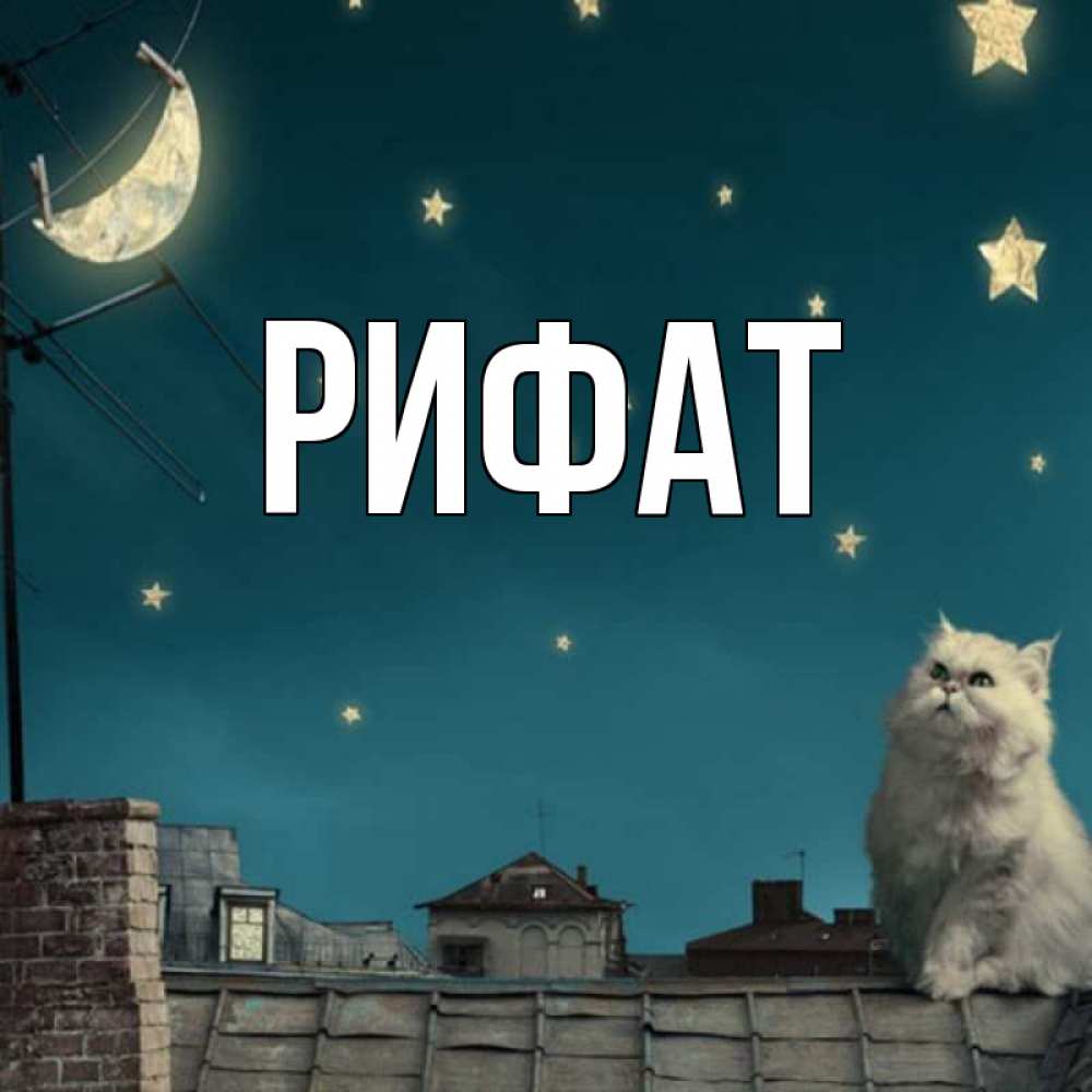 Открытка на каждый день с именем, Рифат Главная белый кот сидит на крыше Прикольная открытка с пожеланием онлайн скачать бесплатно 