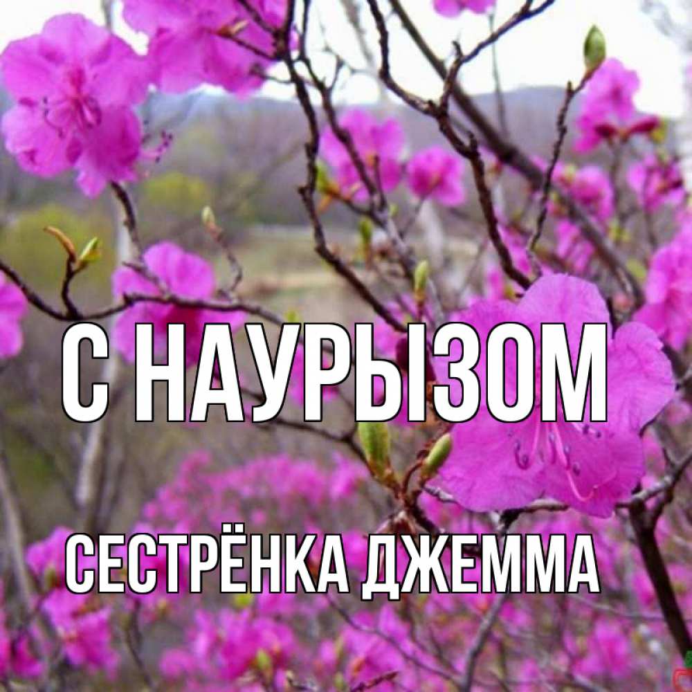 Открытка на каждый день с именем, Сестрёнка-Джемма С наурызом праздник весны наурыз Прикольная открытка с пожеланием онлайн скачать бесплатно 