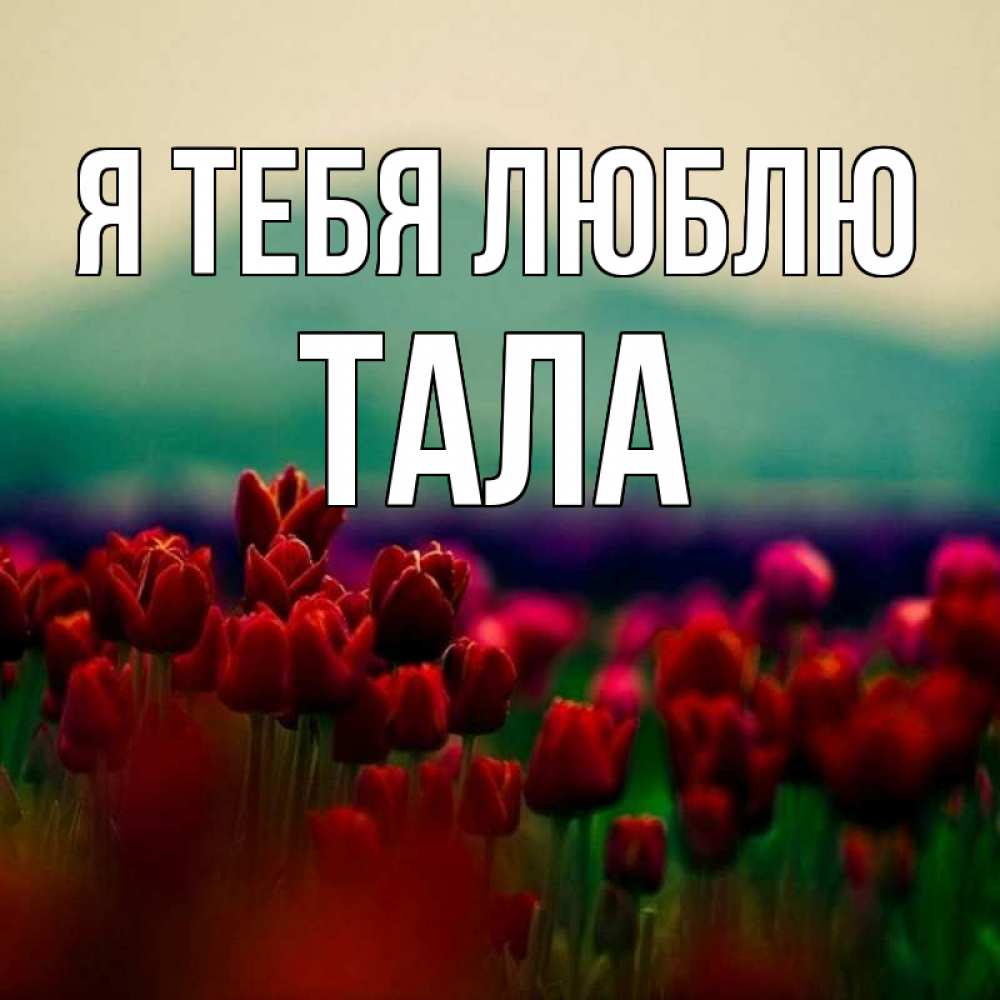 Открытка на каждый день с именем, Тала Я тебя люблю тюльпаны 4 Прикольная открытка с пожеланием онлайн скачать бесплатно 
