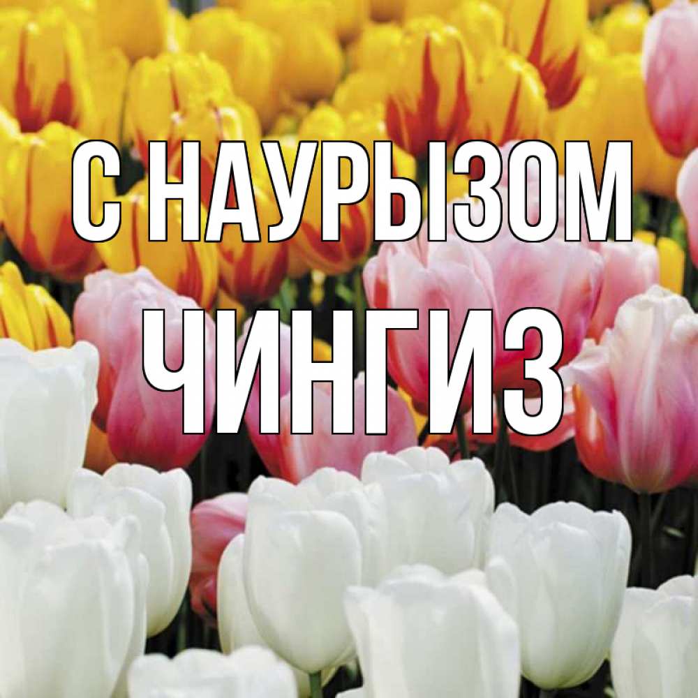 Открытка на каждый день с именем, Чингиз С наурызом разноцветные цветы Прикольная открытка с пожеланием онлайн скачать бесплатно 
