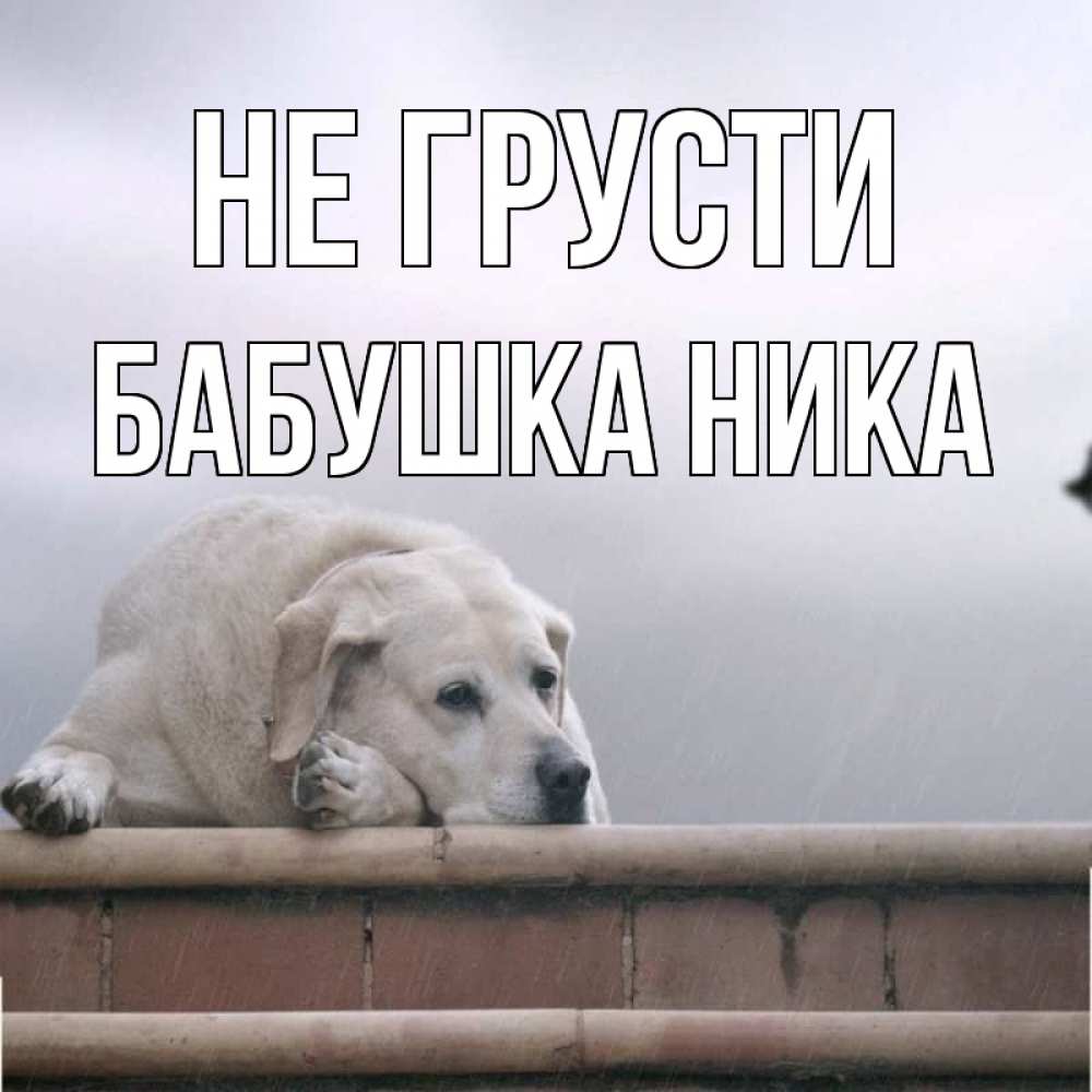Открытка на каждый день с именем, Бабушка-Ника Не грусти белый пес 1 Прикольная открытка с пожеланием онлайн скачать бесплатно 