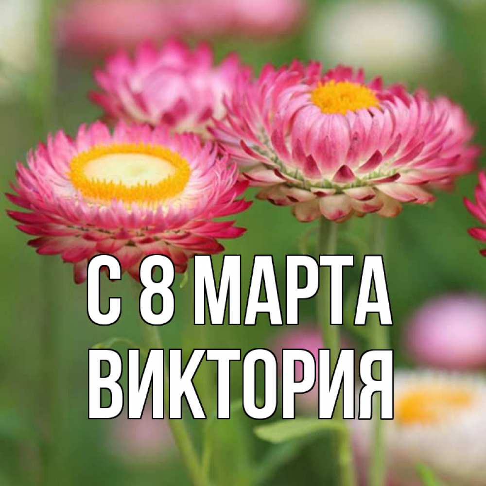 Открытка на каждый день с именем, Виктория С 8 МАРТА подарок на международный женский день Прикольная открытка с пожеланием онлайн скачать бесплатно 