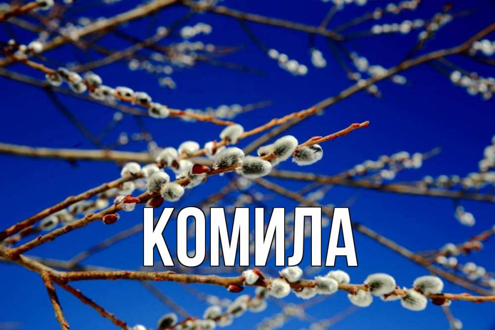 Открытка на каждый день с именем, Комила Главная верба Прикольная открытка с пожеланием онлайн скачать бесплатно 