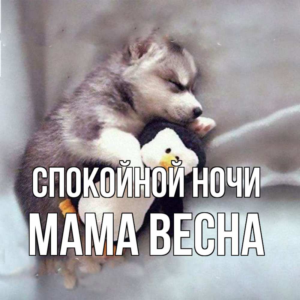 Открытка на каждый день с именем, Мама-Весна Спокойной ночи обнимашки щенка и пингвина Прикольная открытка с пожеланием онлайн скачать бесплатно 