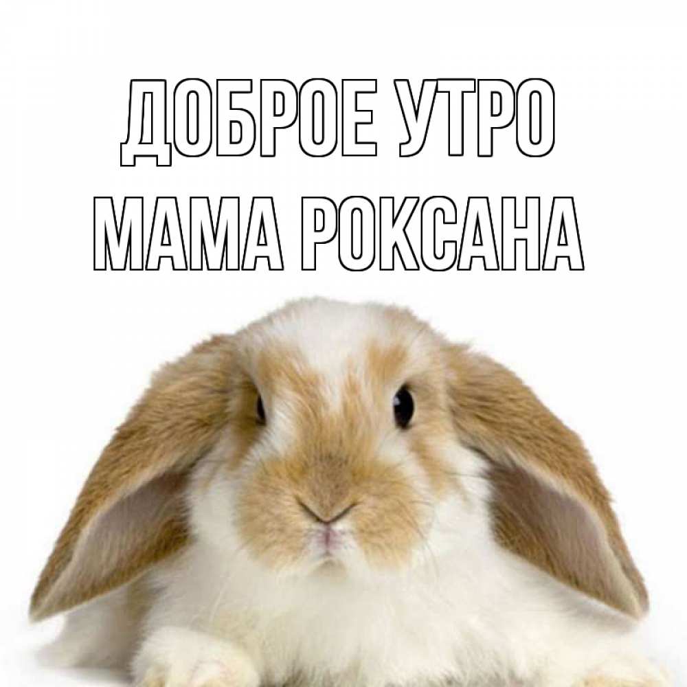 Открытка на каждый день с именем, Мама-Роксана Доброе утро прикольные открытки на каждый день Прикольная открытка с пожеланием онлайн скачать бесплатно 