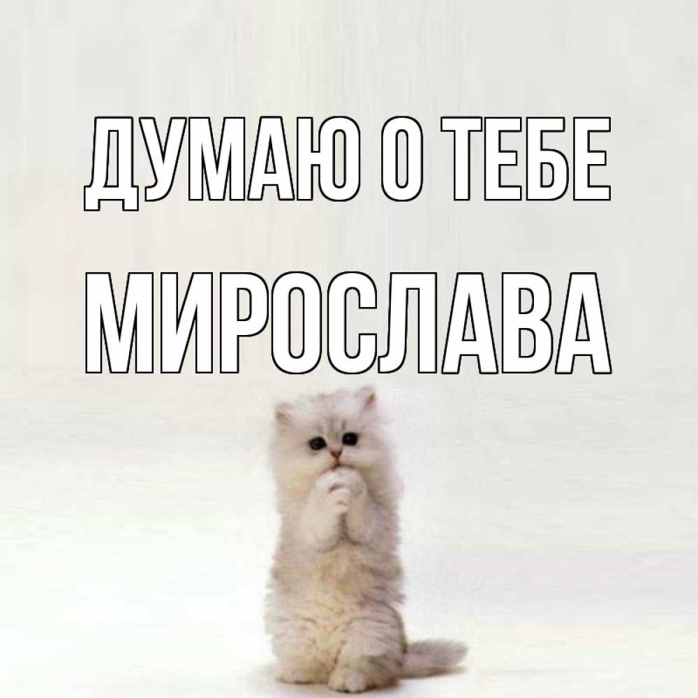 Открытка на каждый день с именем, Мирослава Думаю о тебе кот стоит на задних лапах Прикольная открытка с пожеланием онлайн скачать бесплатно 