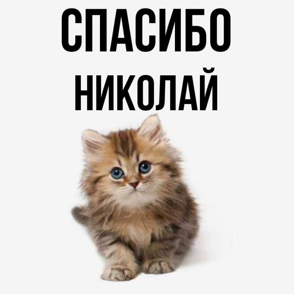 Открытка на каждый день с именем, Николай Спасибо пушистый котик Прикольная открытка с пожеланием онлайн скачать бесплатно 