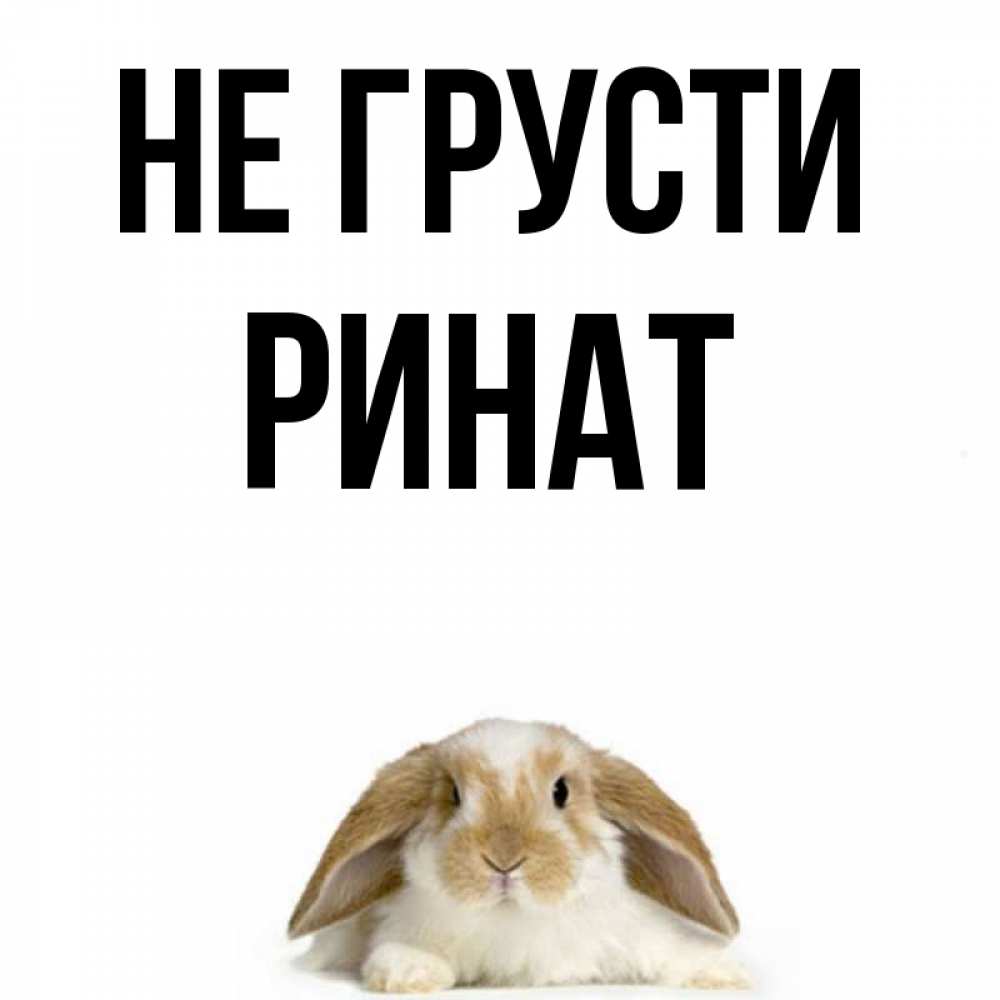 Открытка на каждый день с именем, Ринат Не грусти коричнево белый заяц с большими ушками Прикольная открытка с пожеланием онлайн скачать бесплатно 