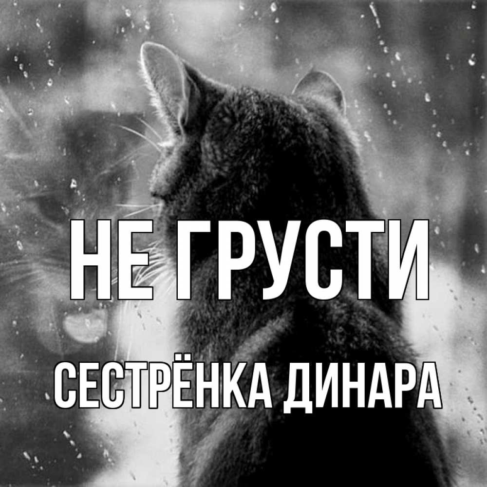 Открытка на каждый день с именем, Сестрёнка-Динара Не грусти отражение кота 1 Прикольная открытка с пожеланием онлайн скачать бесплатно 