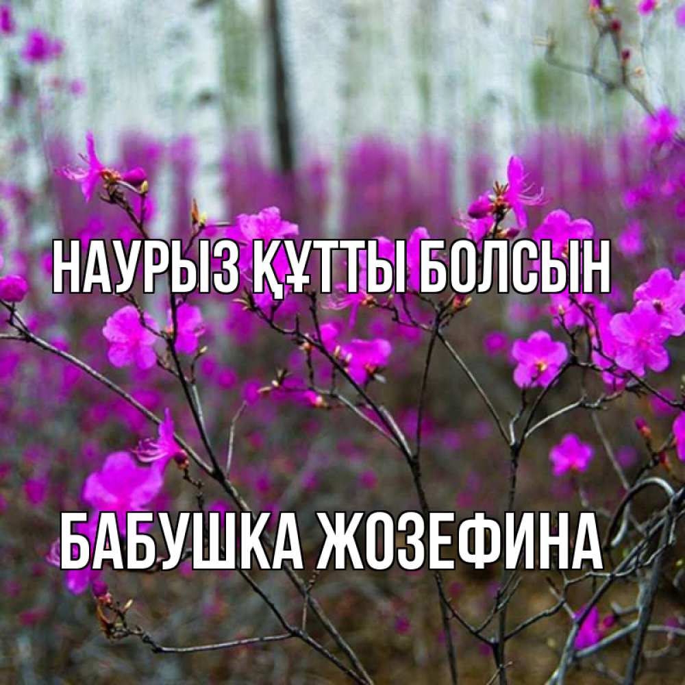 Открытка на каждый день с именем, Бабушка-Жозефина Наурыз құтты болсын дикие цветы Прикольная открытка с пожеланием онлайн скачать бесплатно 