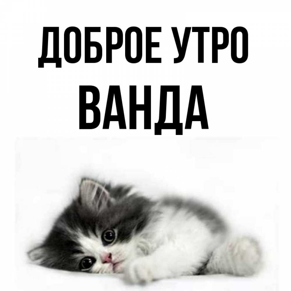 Открытка на каждый день с именем, Ванда Доброе утро кот лапки Прикольная открытка с пожеланием онлайн скачать бесплатно 