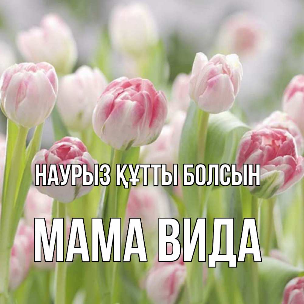 Открытка на каждый день с именем, Мама-Вида Наурыз құтты болсын цветы Прикольная открытка с пожеланием онлайн скачать бесплатно 