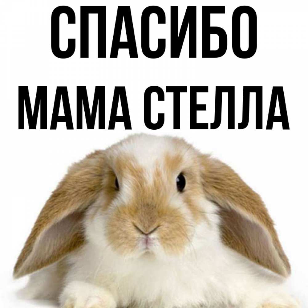 Открытка на каждый день с именем, Мама-Стелла Спасибо коричнево белый заяц Прикольная открытка с пожеланием онлайн скачать бесплатно 