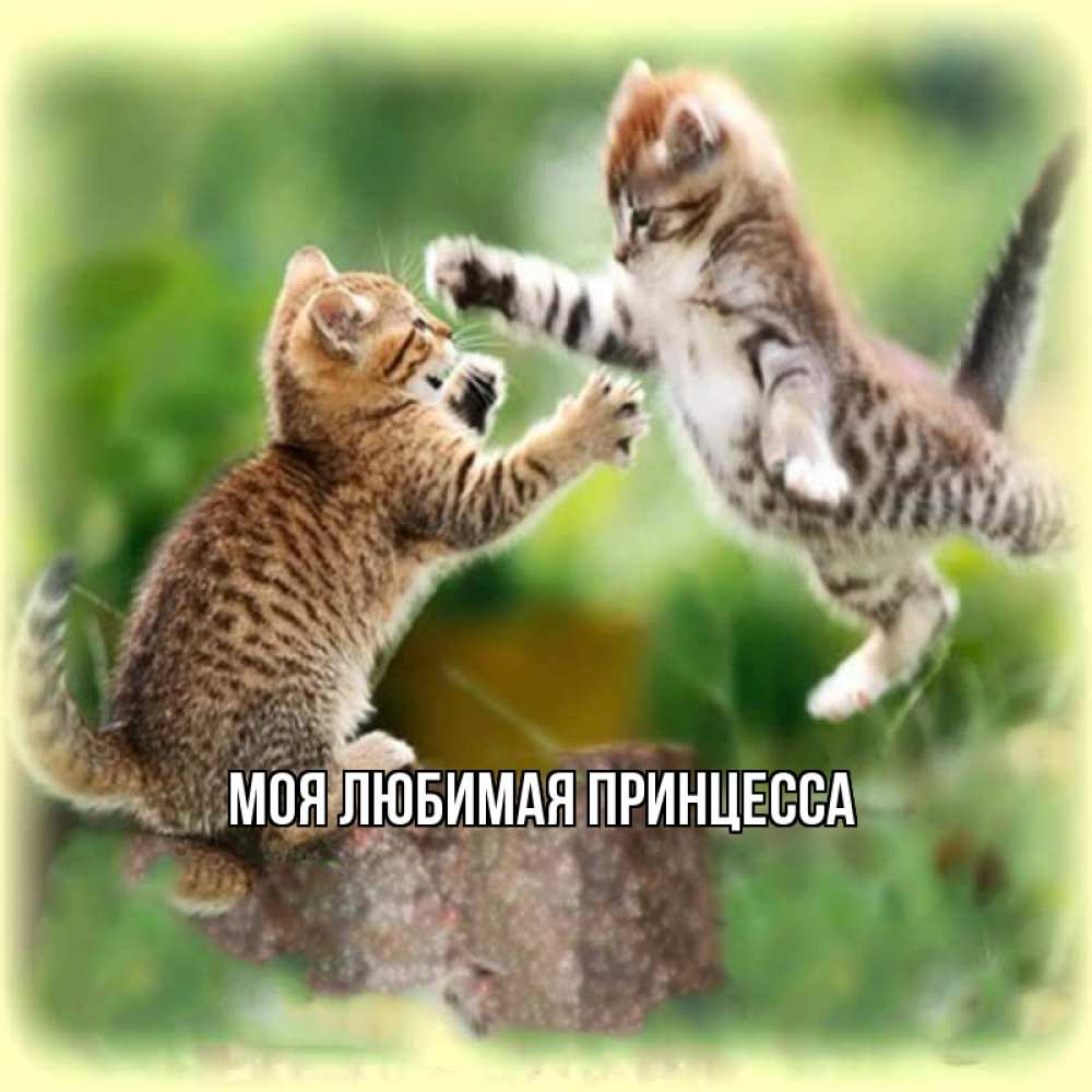 Открытка на каждый день с именем, Моя-Любимая-Принцесса Главная игры котят Прикольная открытка с пожеланием онлайн скачать бесплатно 