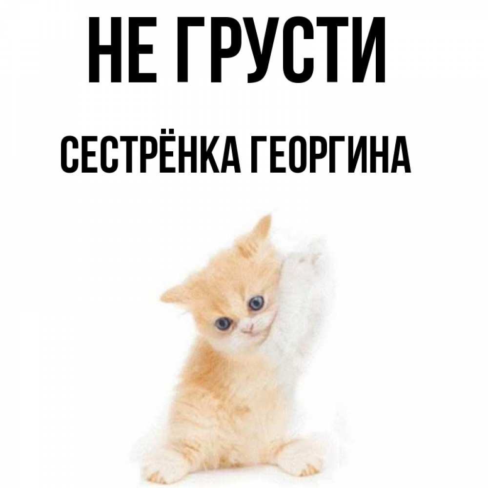 Открытка на каждый день с именем, Сестрёнка-Георгина Не грусти просящий кот Прикольная открытка с пожеланием онлайн скачать бесплатно 