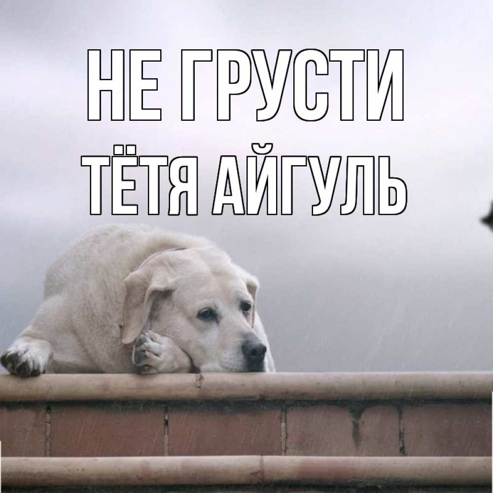 Открытка на каждый день с именем, Тётя-Айгуль Не грусти белый пес 1 Прикольная открытка с пожеланием онлайн скачать бесплатно 