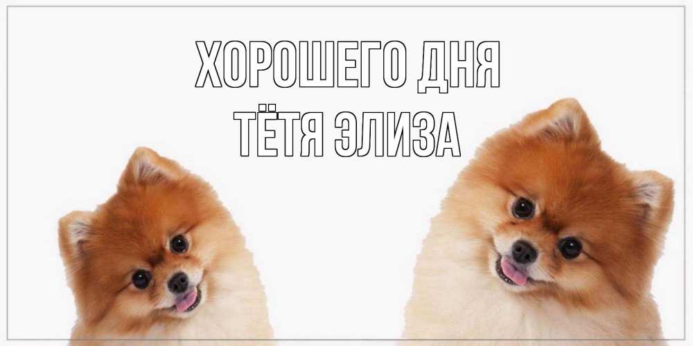 Открытка на каждый день с именем, Тётя-Элиза Хорошего дня собачки желают прекрасного дня Прикольная открытка с пожеланием онлайн скачать бесплатно 
