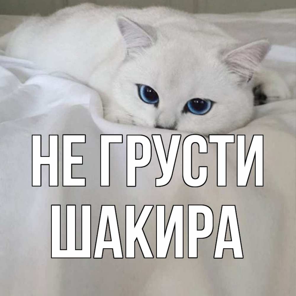 Открытка на каждый день с именем, Шакира Не грусти белый кот с голубыми глазами на белоснежной кровати Прикольная открытка с пожеланием онлайн скачать бесплатно 