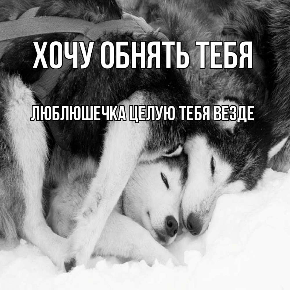 Открытка на каждый день с именем, Люблюшечка-целую-тебя-везде Хочу обнять тебя собачки в упряжке Прикольная открытка с пожеланием онлайн скачать бесплатно 