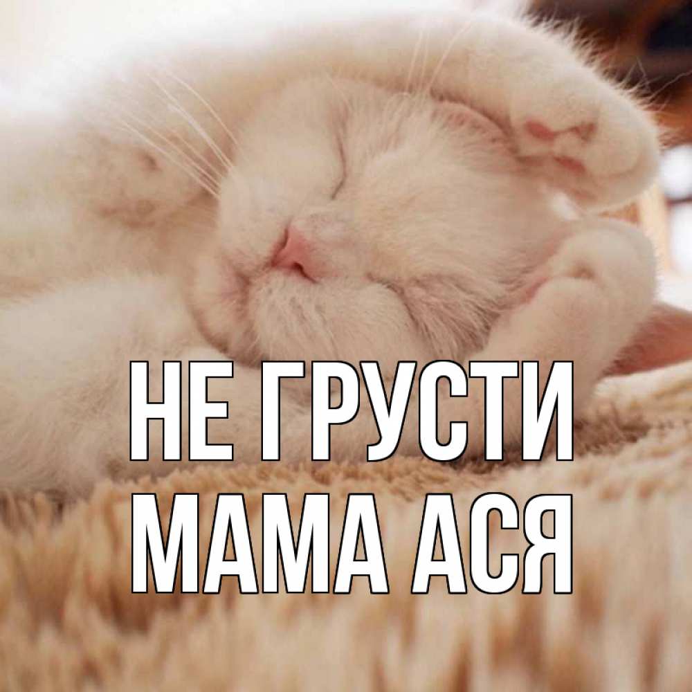 Открытка на каждый день с именем, Мама-Ася Не грусти белый кот Прикольная открытка с пожеланием онлайн скачать бесплатно 