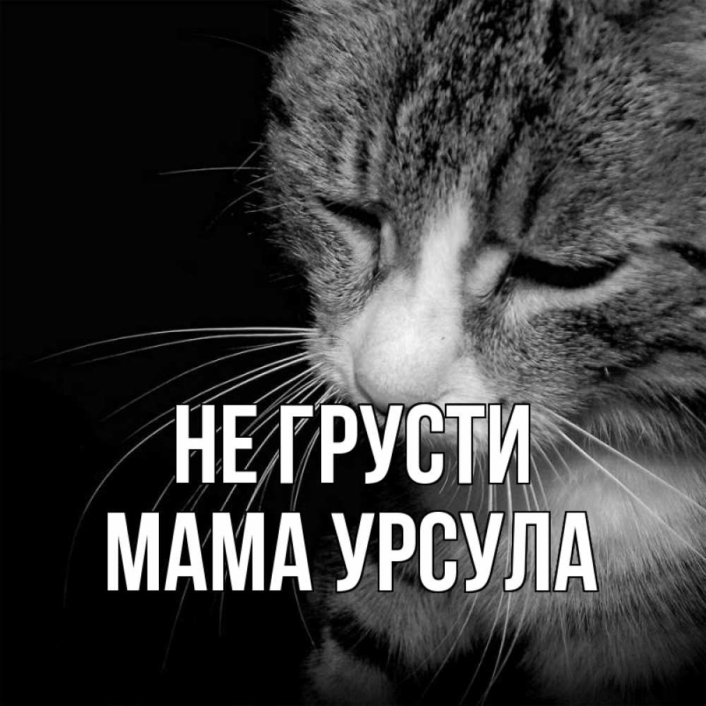 Открытка на каждый день с именем, Мама-Урсула Не грусти грустный котик Прикольная открытка с пожеланием онлайн скачать бесплатно 