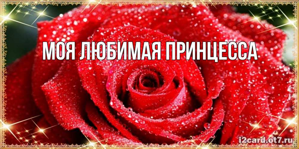 Открытка на каждый день с именем, Моя-Любимая-Принцесса Главная роса и роза. открытка с красивой розой Прикольная открытка с пожеланием онлайн скачать бесплатно 