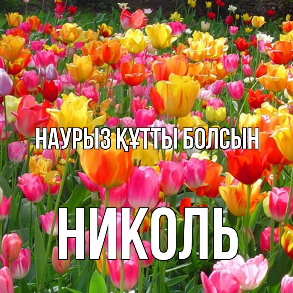 Открытка на каждый день с именем, Николь Наурыз құтты болсын на наурыз  ура ура Прикольная открытка с пожеланием онлайн скачать бесплатно 