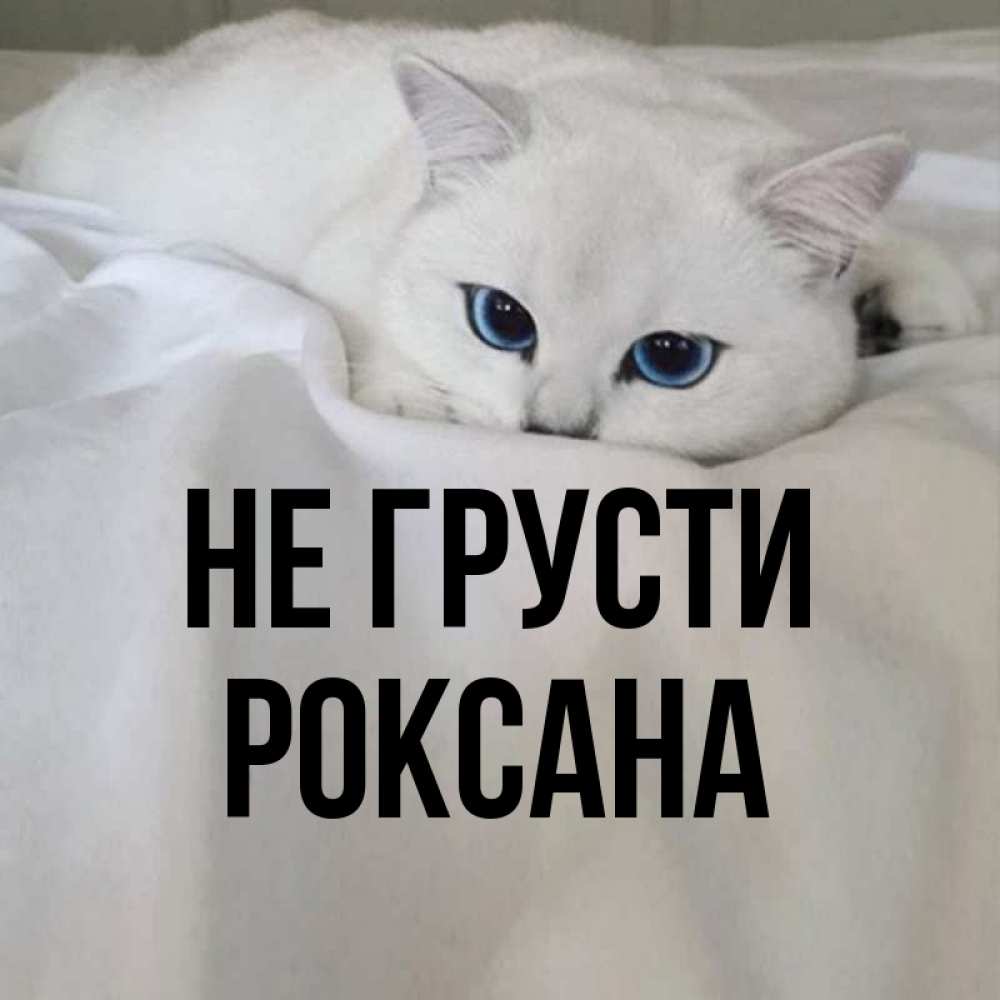 Открытка на каждый день с именем, Роксана Не грусти Голубоглазая кошка Прикольная открытка с пожеланием онлайн скачать бесплатно 
