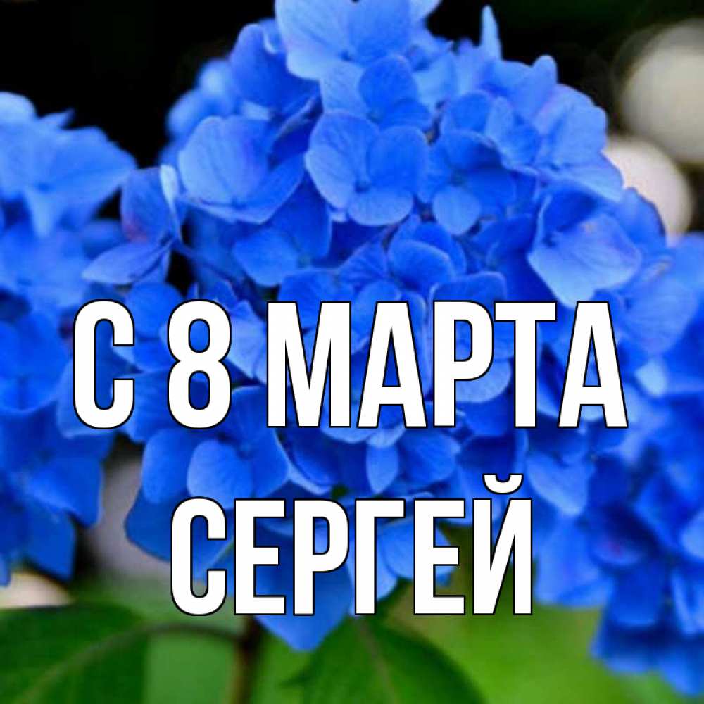 Открытка на каждый день с именем, Сергей С 8 МАРТА синие цветы Прикольная открытка с пожеланием онлайн скачать бесплатно 