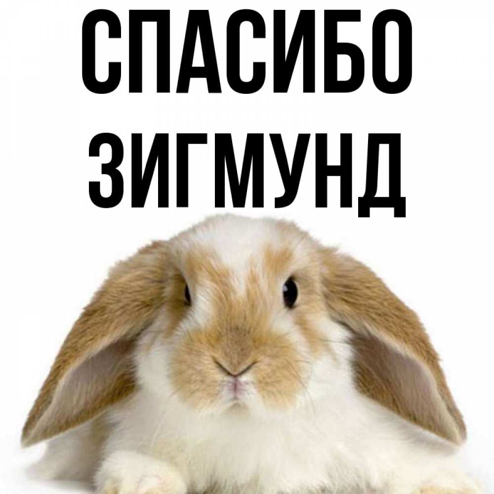 Открытка на каждый день с именем, Зигмунд Спасибо коричнево белый заяц Прикольная открытка с пожеланием онлайн скачать бесплатно 