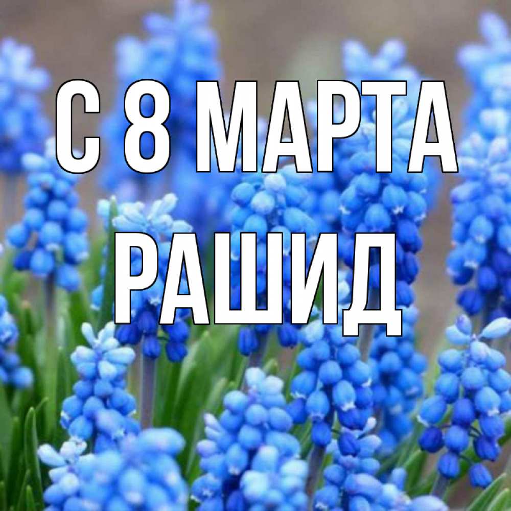 Открытка на каждый день с именем, Рашид С 8 МАРТА Поздравительная открытка для женщин с цветами на праздничную дату Прикольная открытка с пожеланием онлайн скачать бесплатно 