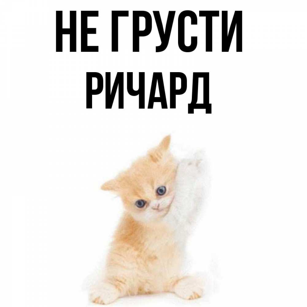 Открытка на каждый день с именем, Ричард Не грусти просящий кот Прикольная открытка с пожеланием онлайн скачать бесплатно 