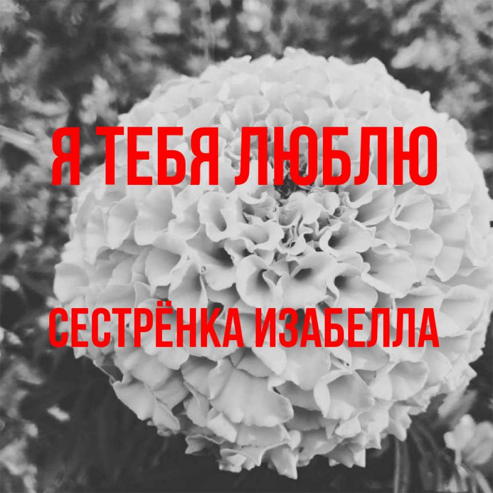 Открытка на каждый день с именем, Сестрёнка-Изабелла Я тебя люблю подпись Прикольная открытка с пожеланием онлайн скачать бесплатно 