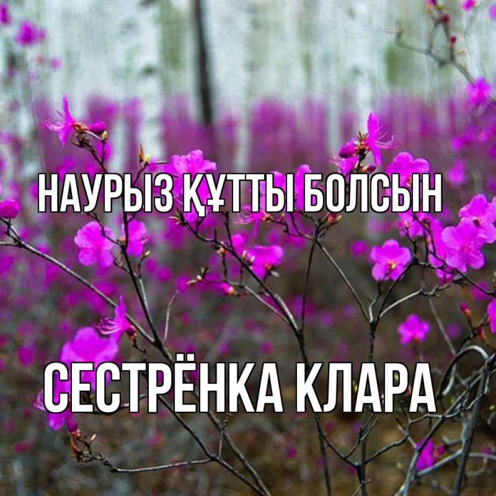 Открытка на каждый день с именем, Сестрёнка-Клара Наурыз құтты болсын дикие цветы Прикольная открытка с пожеланием онлайн скачать бесплатно 