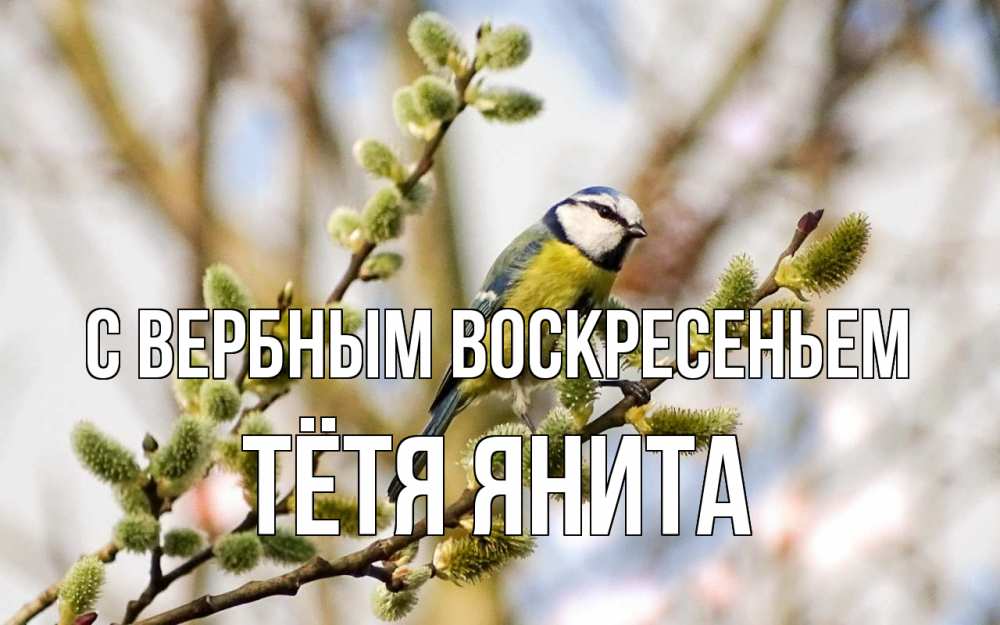 Открытка на каждый день с именем, Тётя-Янита С вербным воскресеньем верба Прикольная открытка с пожеланием онлайн скачать бесплатно 