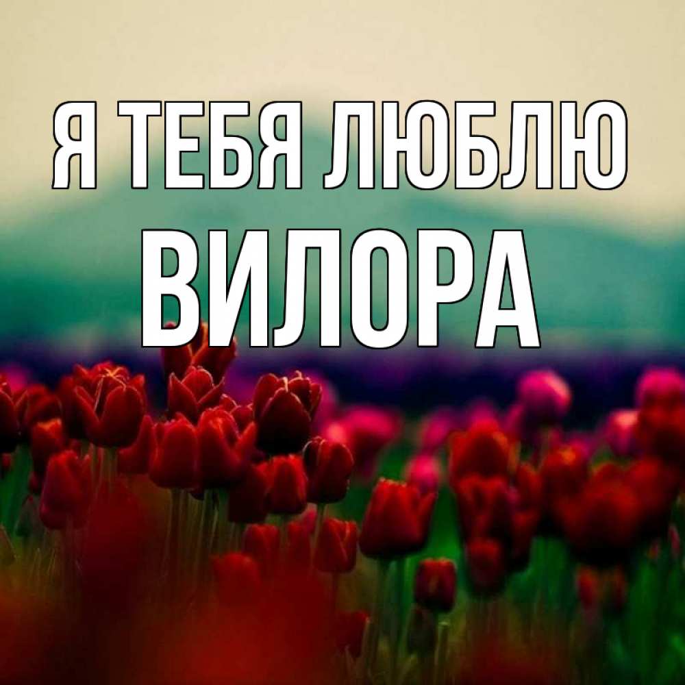Открытка на каждый день с именем, Вилора Я тебя люблю тюльпаны 4 Прикольная открытка с пожеланием онлайн скачать бесплатно 