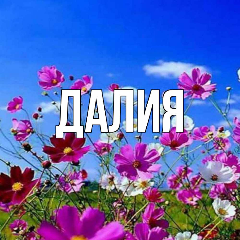 Открытка на каждый день с именем, Далия Главная цветы Прикольная открытка с пожеланием онлайн скачать бесплатно 