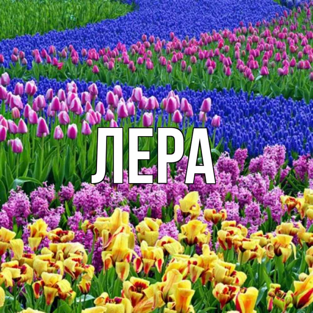 Открытка на каждый день с именем, Лера Главная цветы Прикольная открытка с пожеланием онлайн скачать бесплатно 