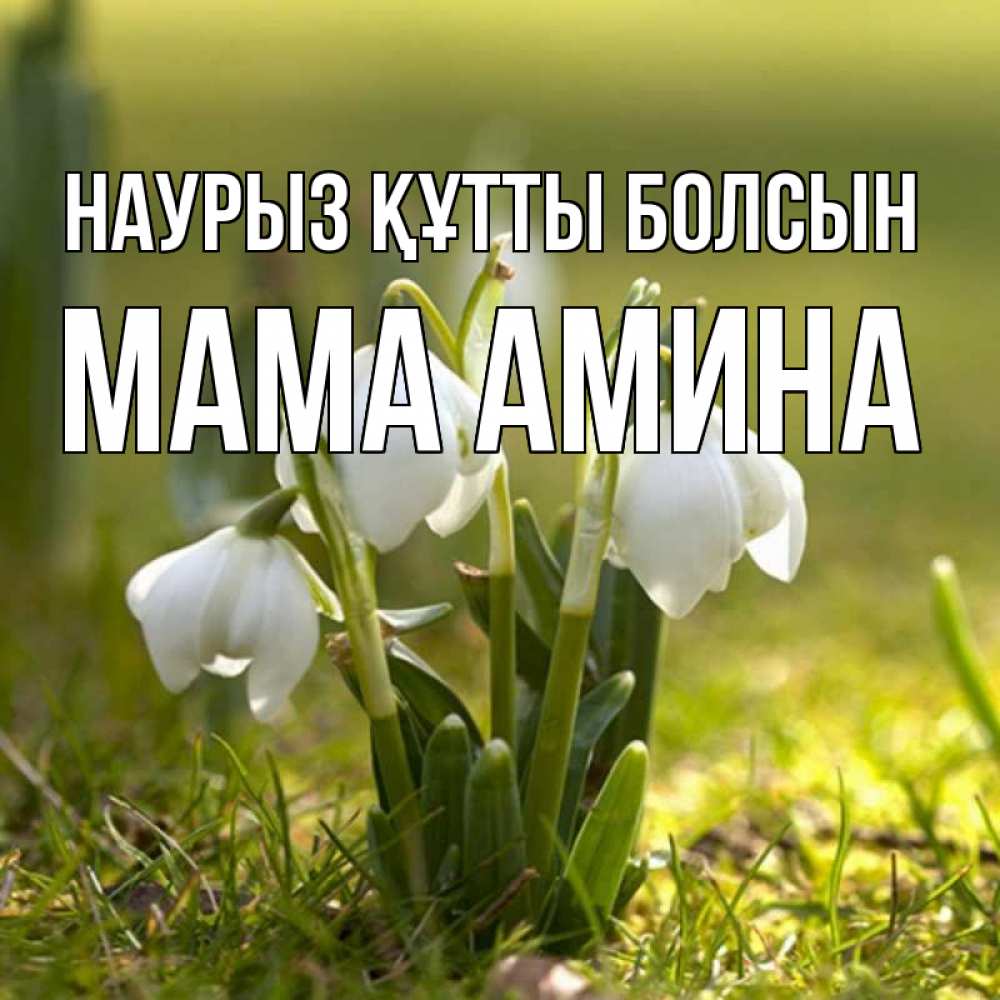 Открытка на каждый день с именем, Мама-Амина Наурыз құтты болсын ранние цветы 2 Прикольная открытка с пожеланием онлайн скачать бесплатно 