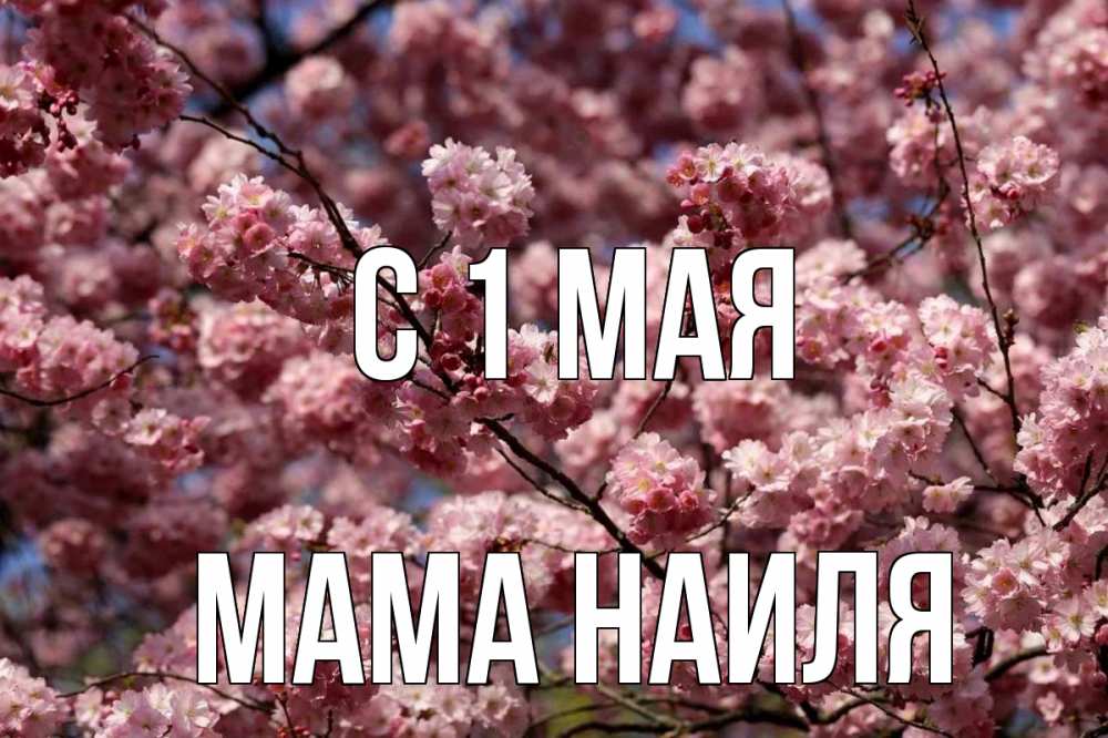 Открытка на каждый день с именем, Мама-Наиля С 1 мая С 1 мая Прикольная открытка с пожеланием онлайн скачать бесплатно 