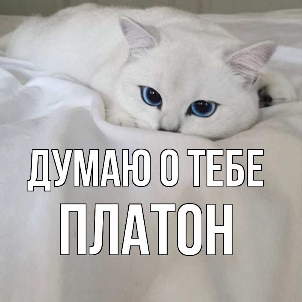 Открытка на каждый день с именем, Платон Думаю о тебе я очень по тебе скучаю и тоскую Прикольная открытка с пожеланием онлайн скачать бесплатно 