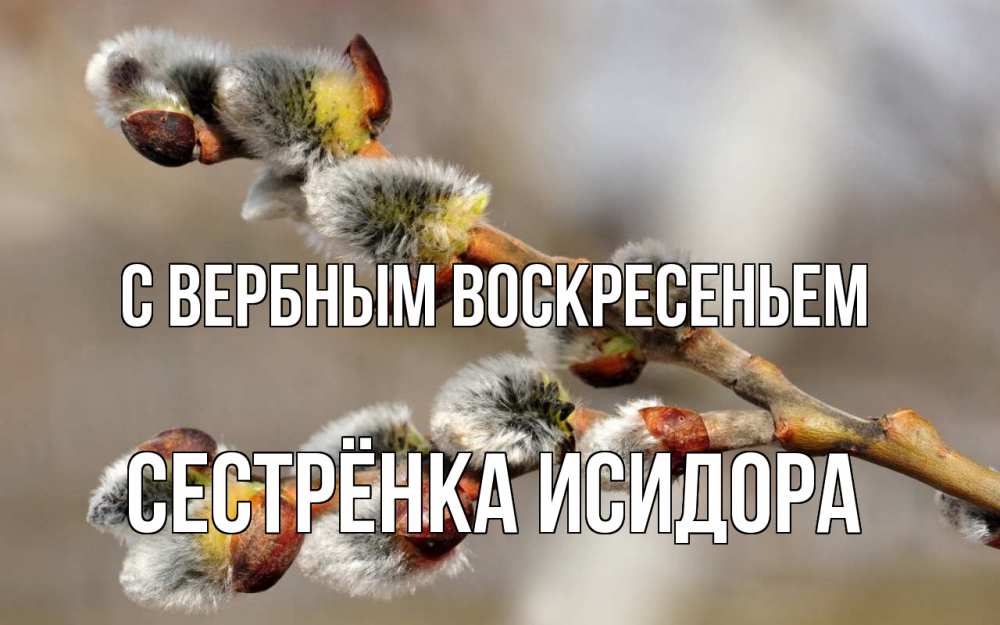 Открытка на каждый день с именем, Сестрёнка-Исидора С вербным воскресеньем Верба Прикольная открытка с пожеланием онлайн скачать бесплатно 