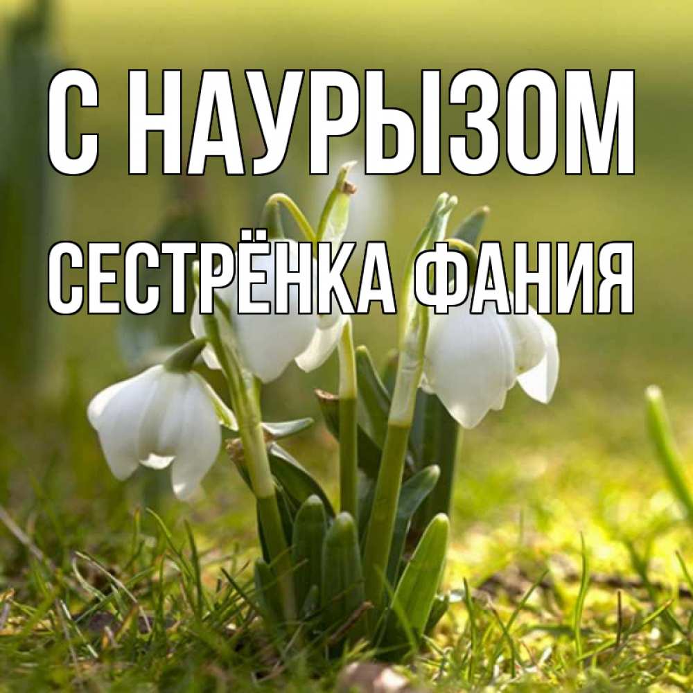 Открытка на каждый день с именем, Сестрёнка-Фания С наурызом ранние цветы 2 Прикольная открытка с пожеланием онлайн скачать бесплатно 